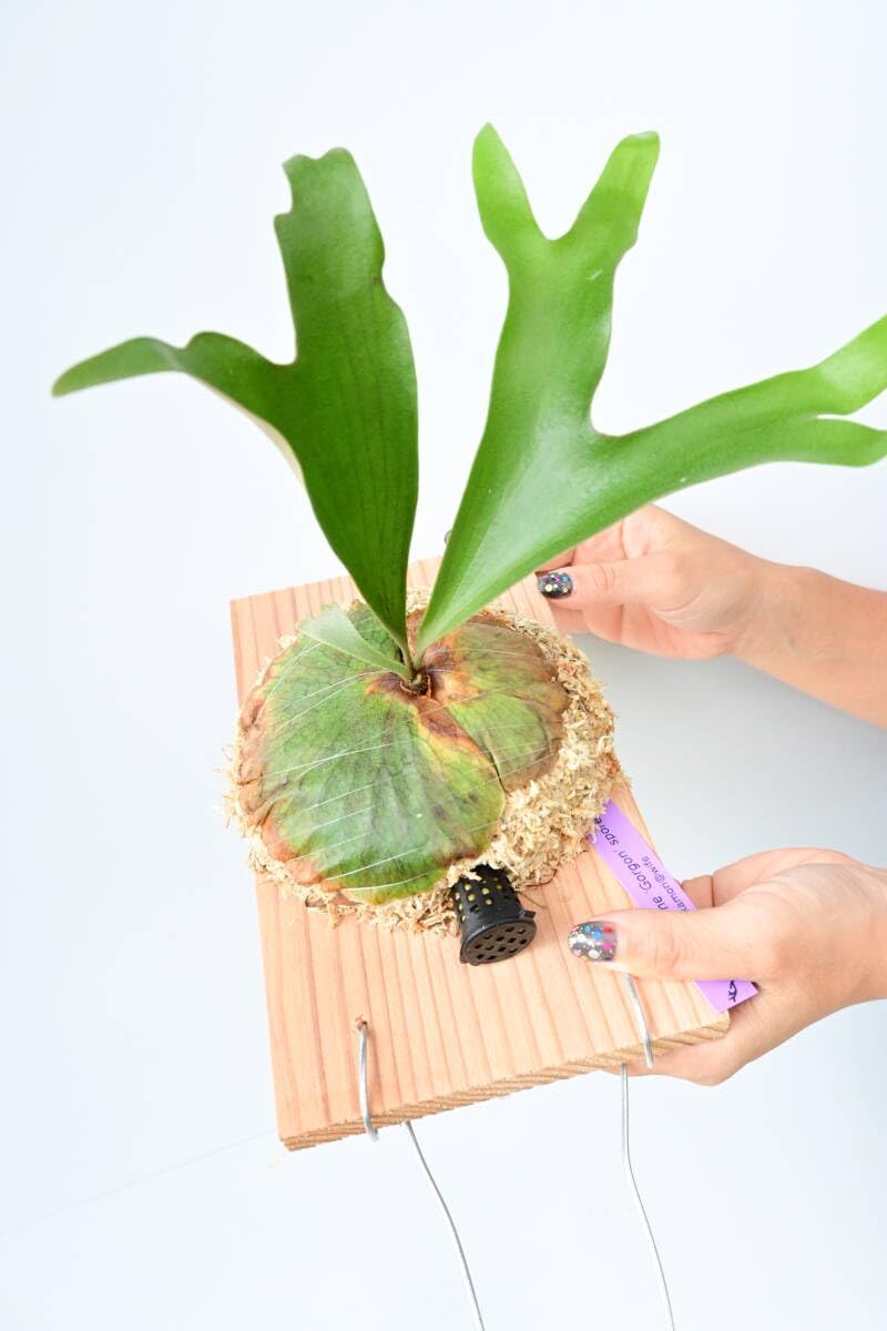 Amazon.co.jp: P.alcicorne 'Gorgon' spored① ＠ビカ森wife アルシ